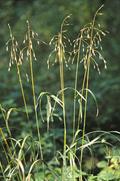 hairy woodland brome